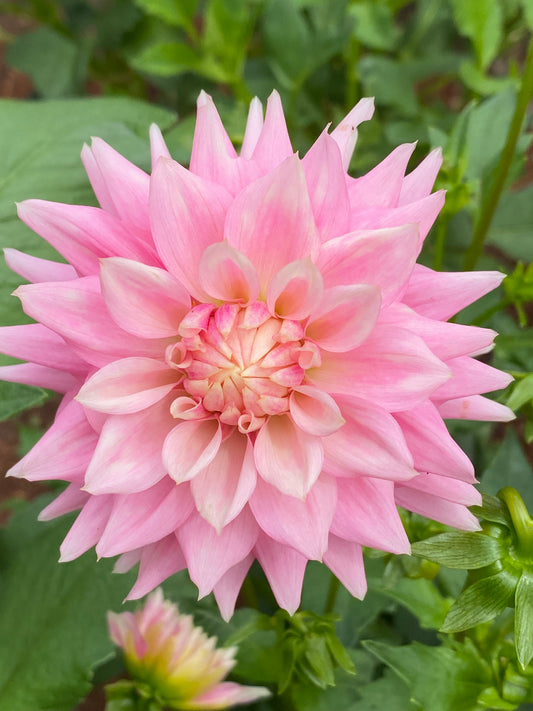 Lee's Rosalynn Dahlia Tuber