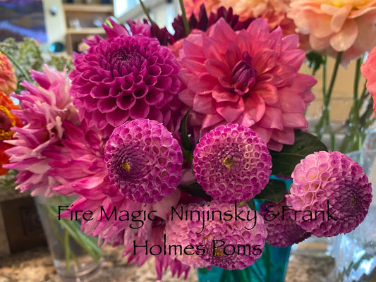 Nijinsky Dahlia Tuber