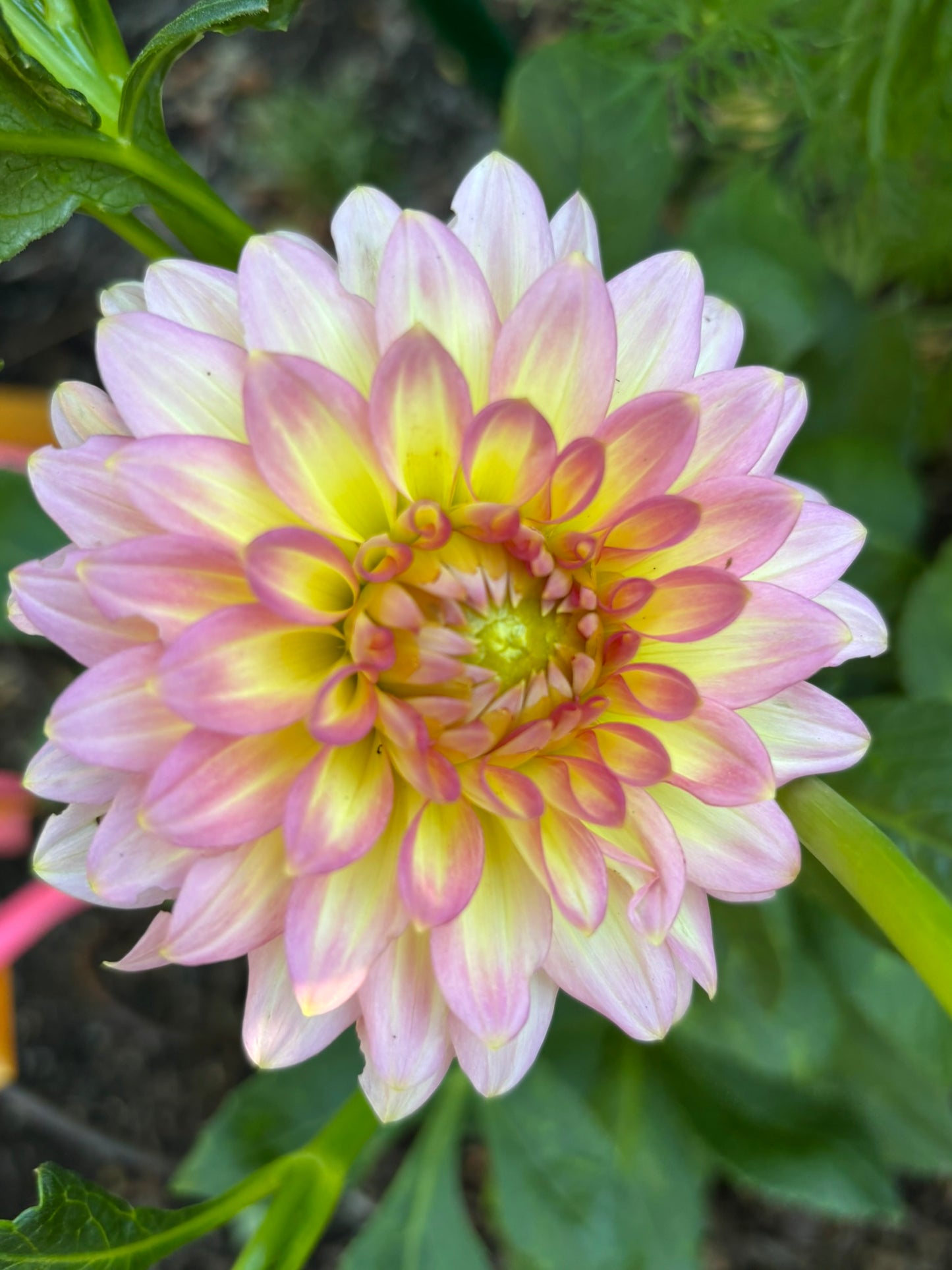 Oreti Adele Dahlia Tuber