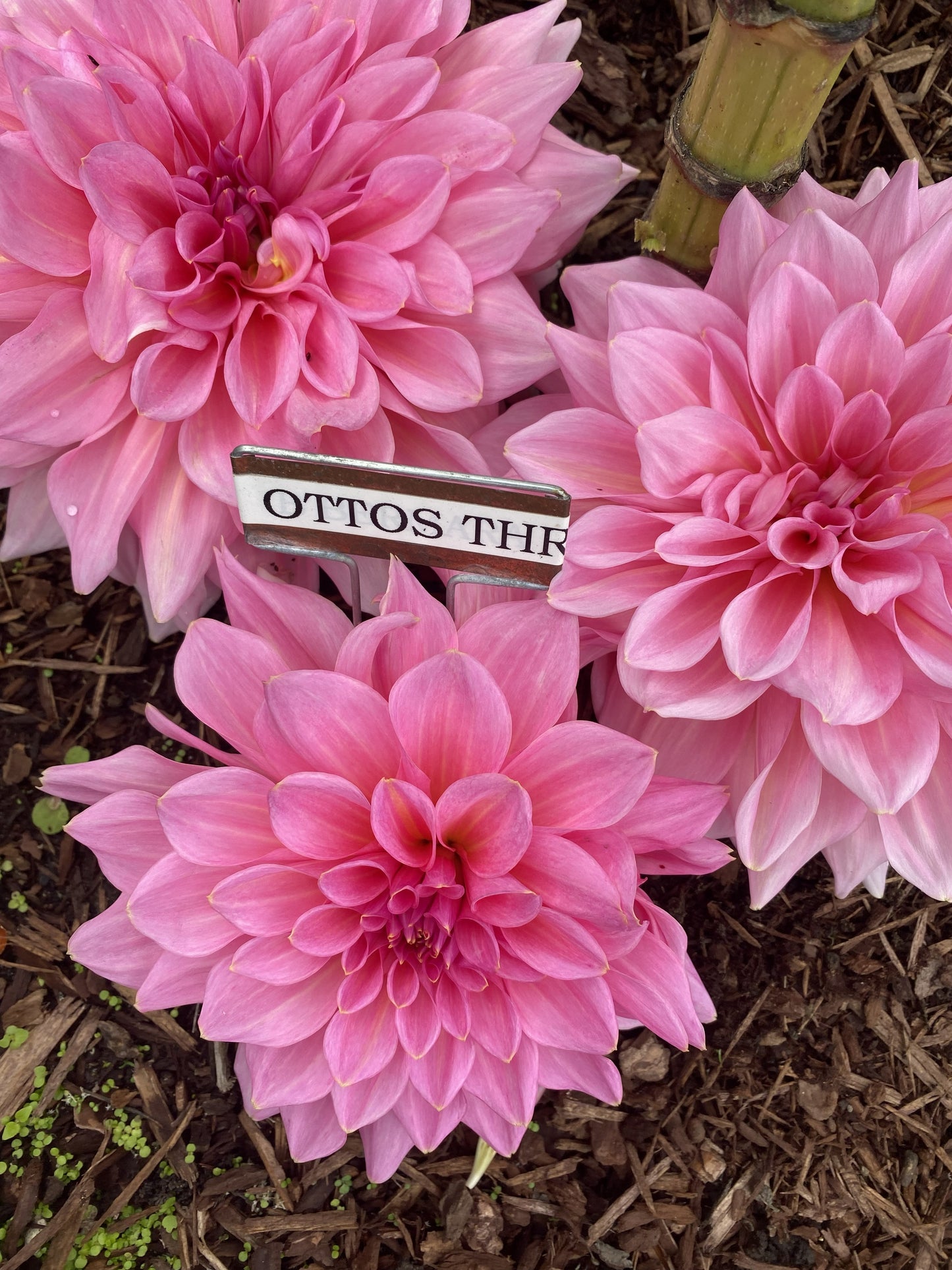 Otto's Thrill Dahlia Tuber
