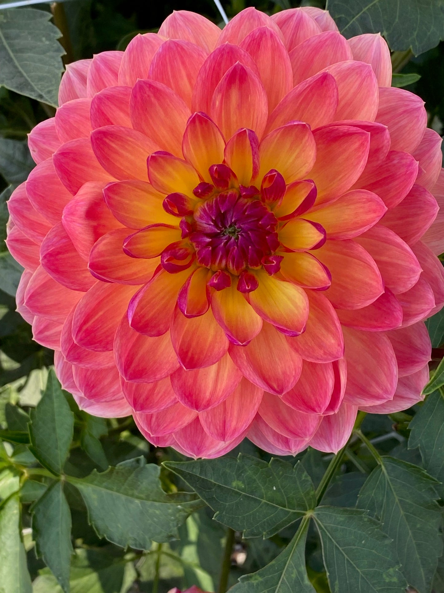 Pam Howden Dahlia Tuber