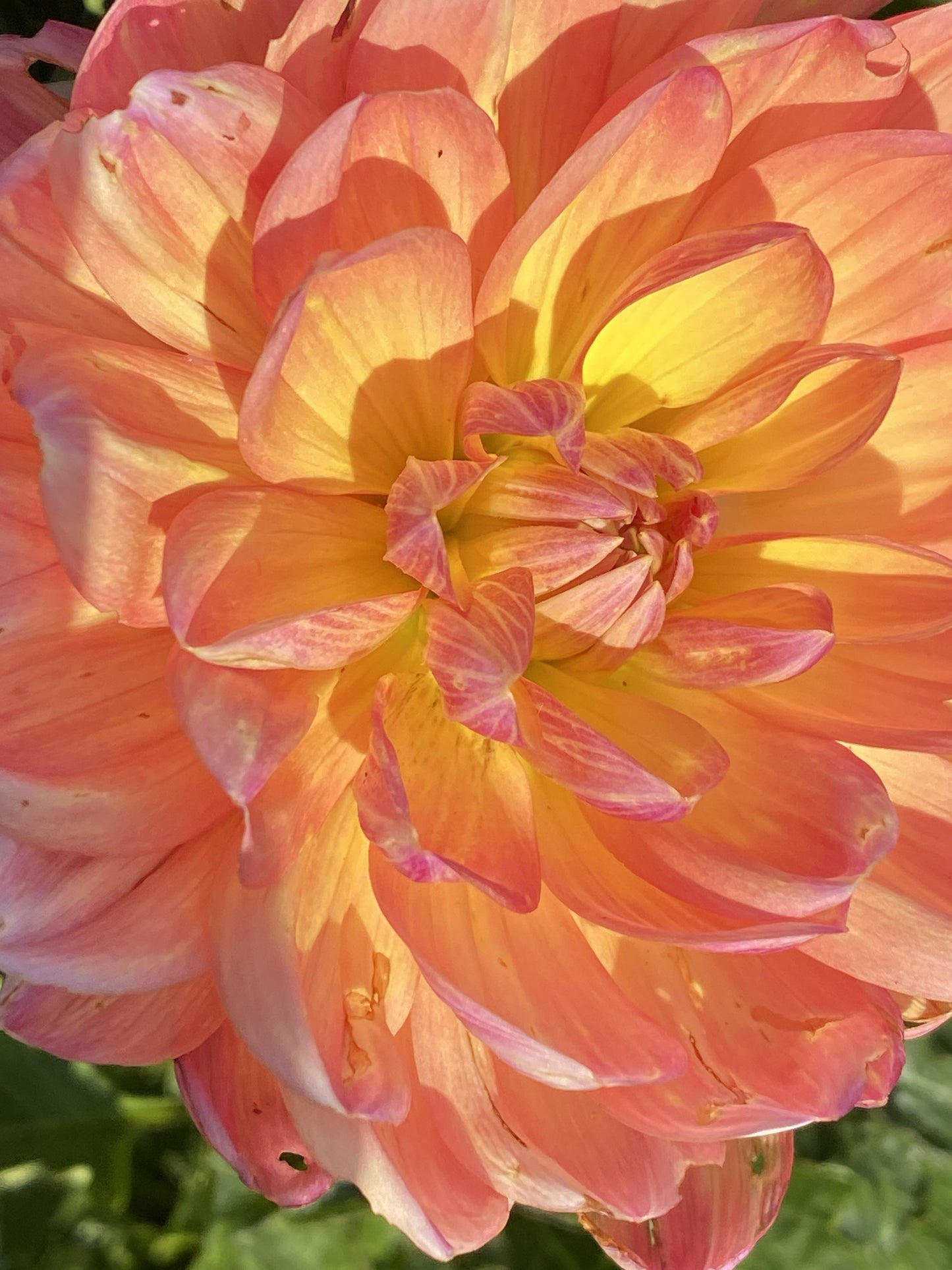 Pam Howden Dahlia Tuber