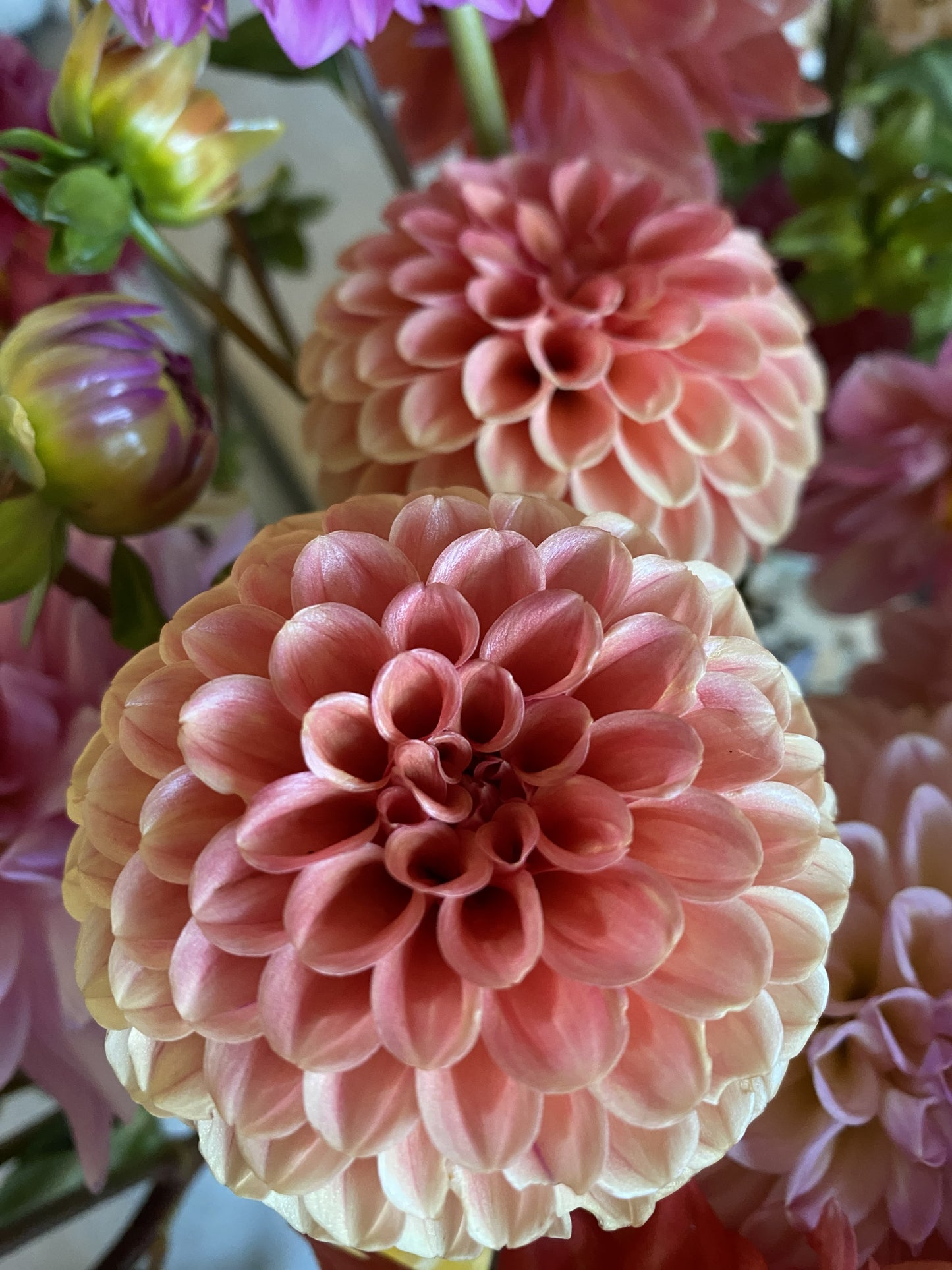 Rose Toscano Dahlia Tuber
