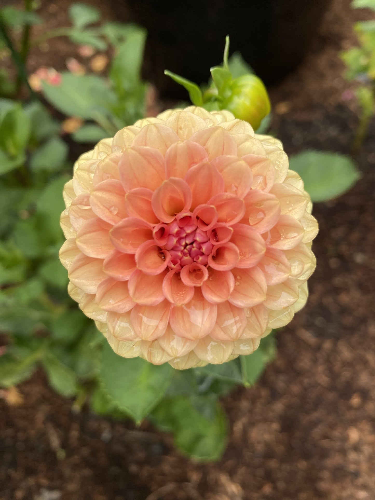 Rose Toscano Dahlia Tuber