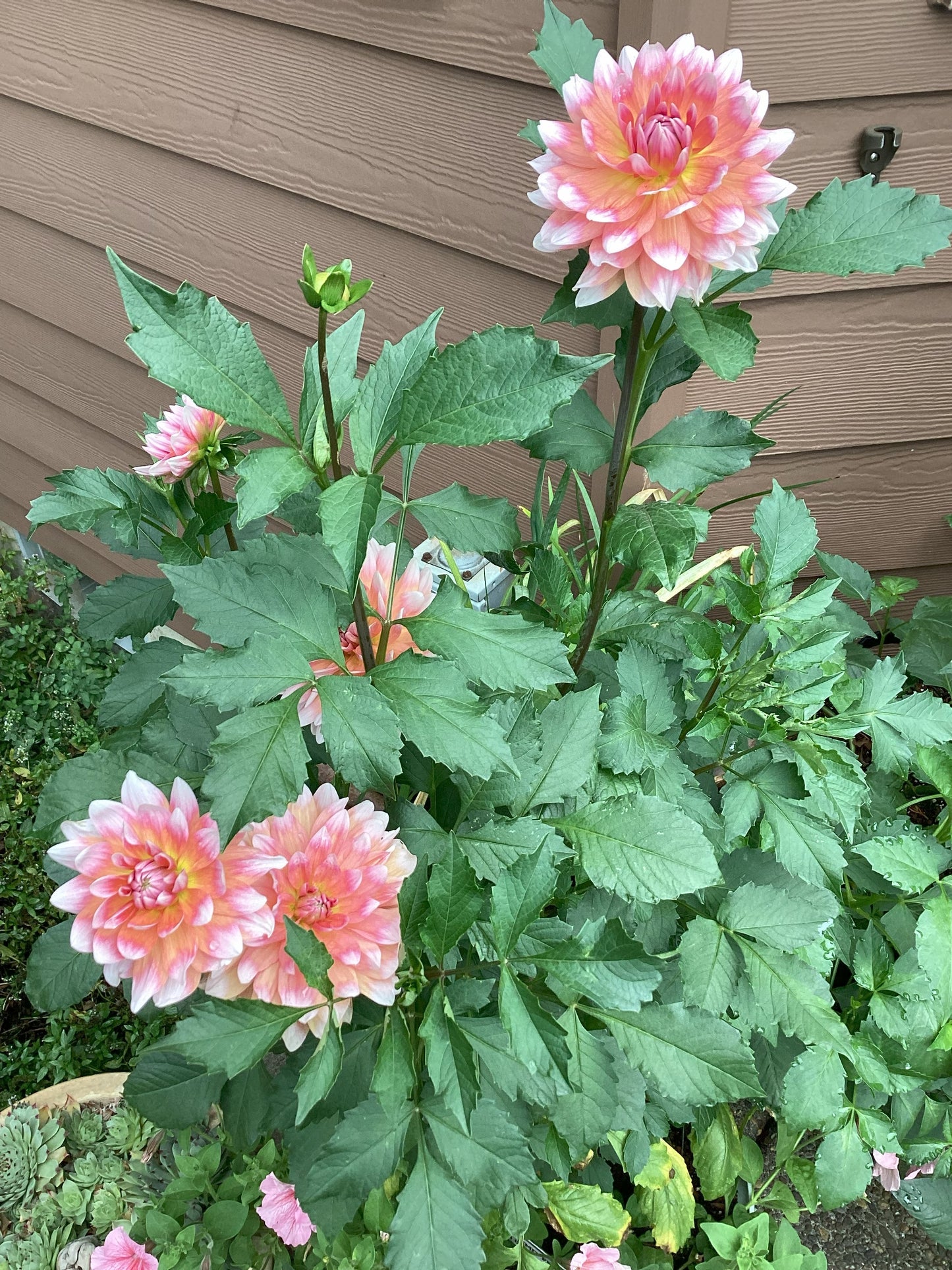 Summit Festival Tuber