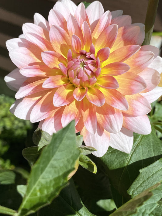 Summit Festival Tuber