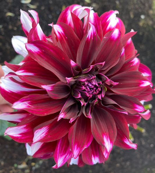 Tartan Dahlia Tuber